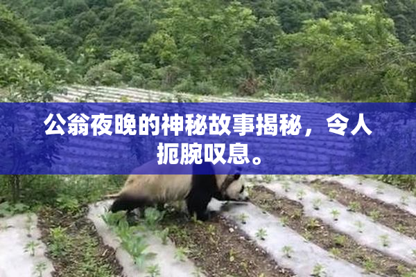 公翁夜晚的神秘故事揭秘，令人扼腕叹息。