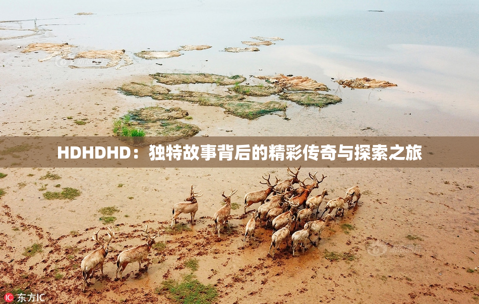 HDHDHD：独特故事背后的精彩传奇与探索之旅