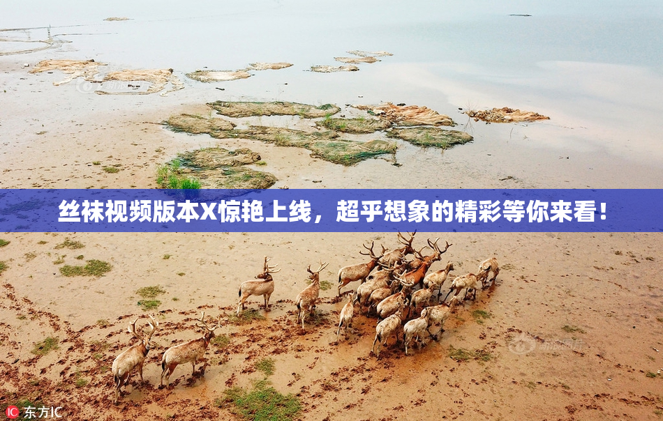 丝袜视频版本X惊艳上线，超乎想象的精彩等你来看！