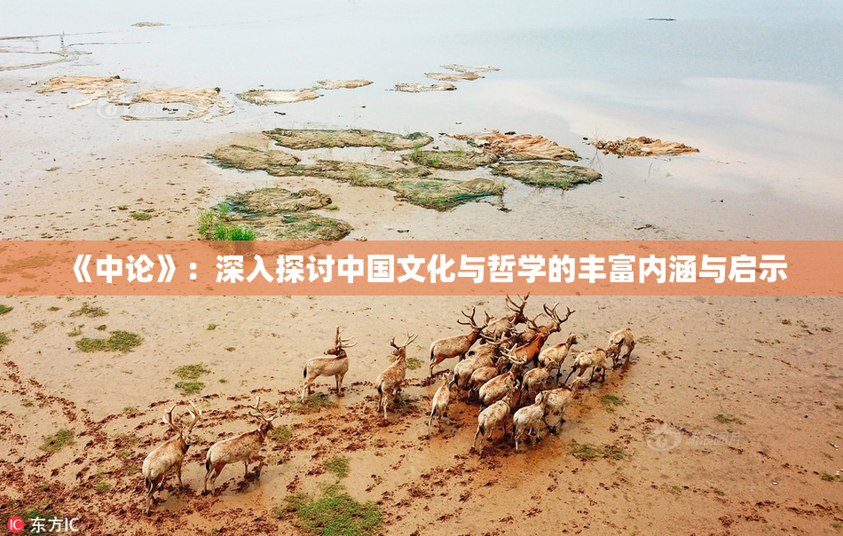 《中论》：深入探讨中国文化与哲学的丰富内涵与启示