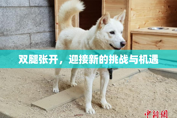 双腿张开，迎接新的挑战与机遇