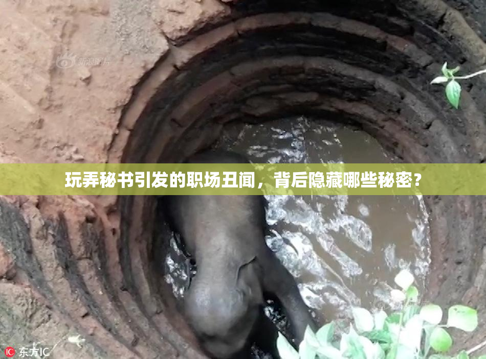 玩弄秘书引发的职场丑闻，背后隐藏哪些秘密？