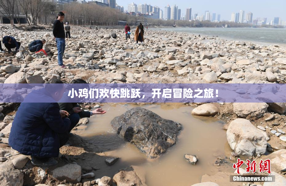 小鸡们欢快跳跃，开启冒险之旅！