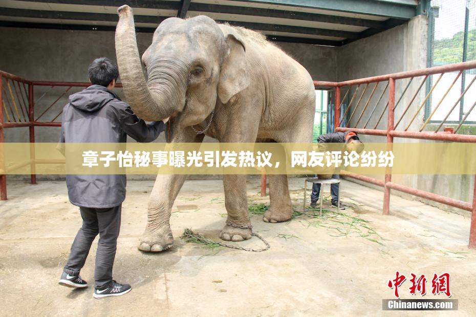 章子怡秘事曝光引发热议，网友评论纷纷