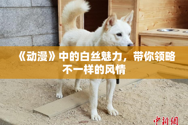 《动漫》中的白丝魅力，带你领略不一样的风情