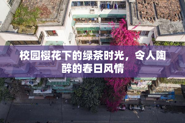 校园樱花下的绿茶时光，令人陶醉的春日风情