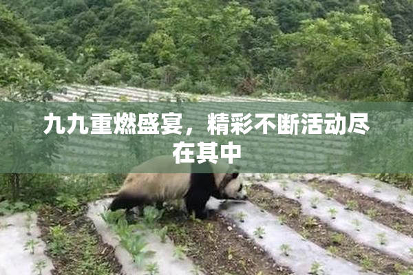 九九重燃盛宴，精彩不断活动尽在其中