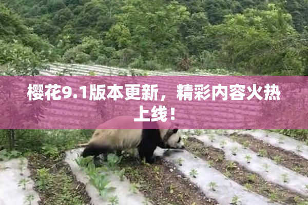 樱花9.1版本更新，精彩内容火热上线！