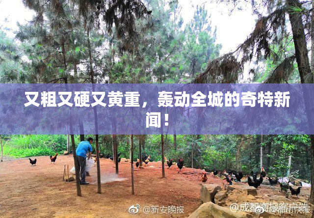 又粗又硬又黄重，轰动全城的奇特新闻！