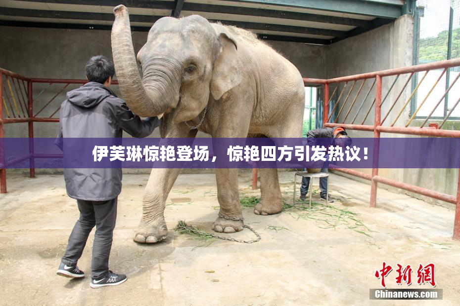伊芙琳惊艳登场，惊艳四方引发热议！