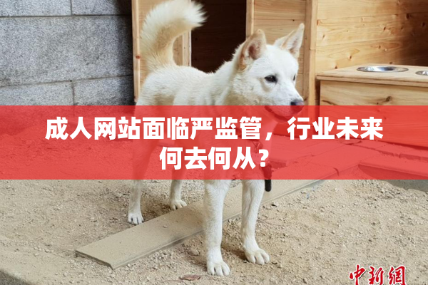 成人网站面临严监管，行业未来何去何从？