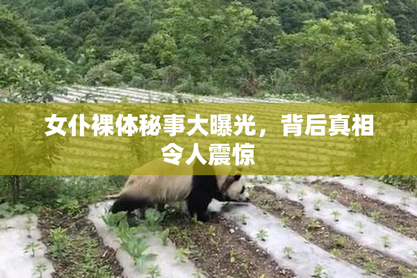 女仆裸体秘事大曝光，背后真相令人震惊