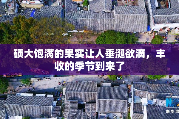 硕大饱满的果实让人垂涎欲滴，丰收的季节到来了