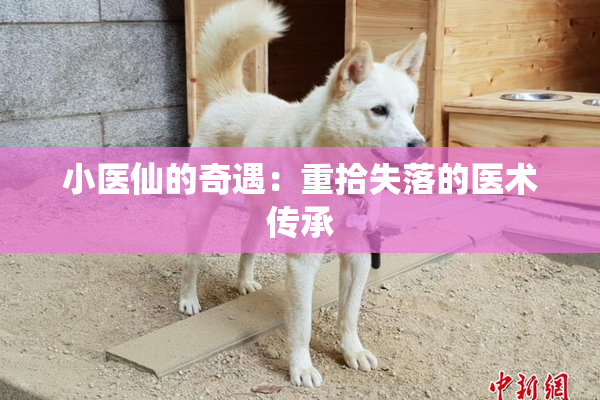 小医仙的奇遇：重拾失落的医术传承