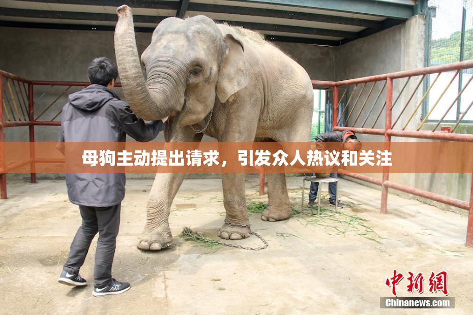 母狗主动提出请求，引发众人热议和关注