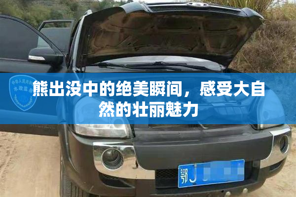 熊出没中的绝美瞬间，感受大自然的壮丽魅力