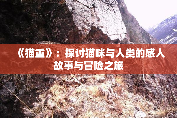 《猫重》：探讨猫咪与人类的感人故事与冒险之旅