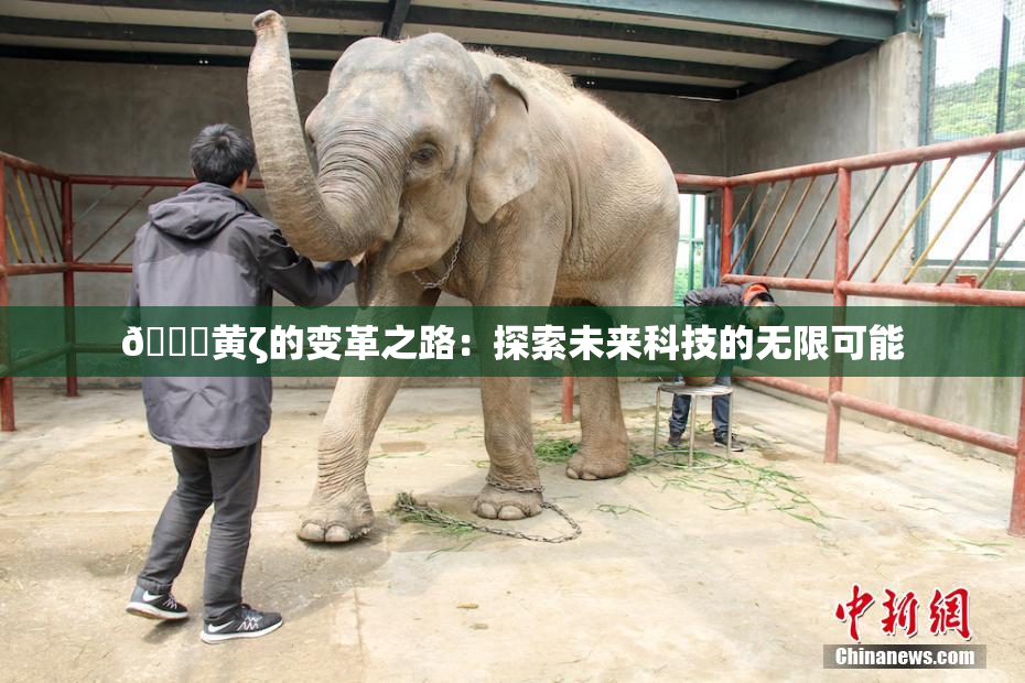 🔞黄ζ的变革之路：探索未来科技的无限可能