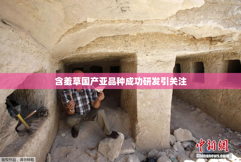 含羞草国产亚品种成功研发引关注