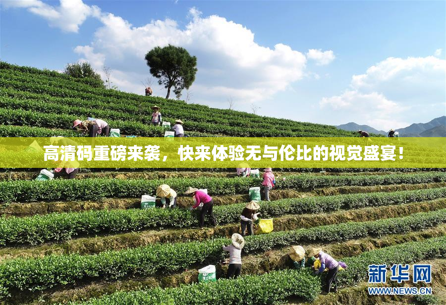 高清码重磅来袭，快来体验无与伦比的视觉盛宴！
