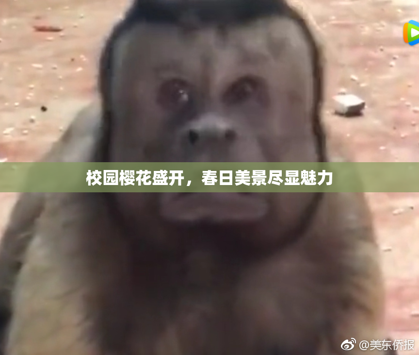 校园樱花盛开，春日美景尽显魅力