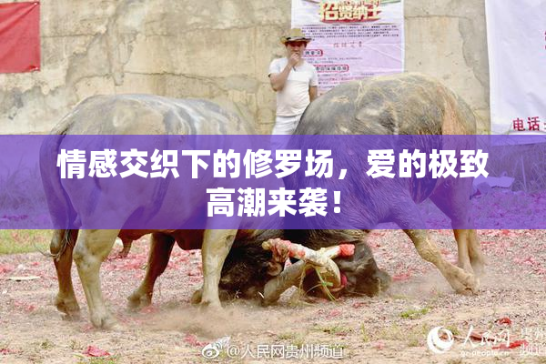 情感交织下的修罗场，爱的极致高潮来袭！