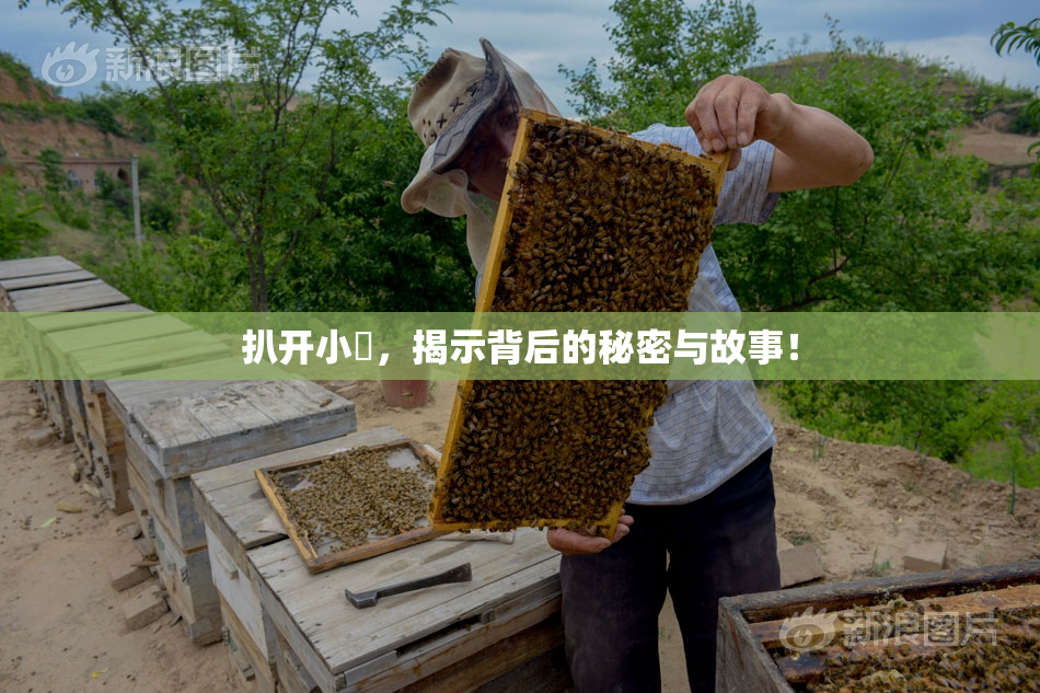 扒开小泬，揭示背后的秘密与故事！