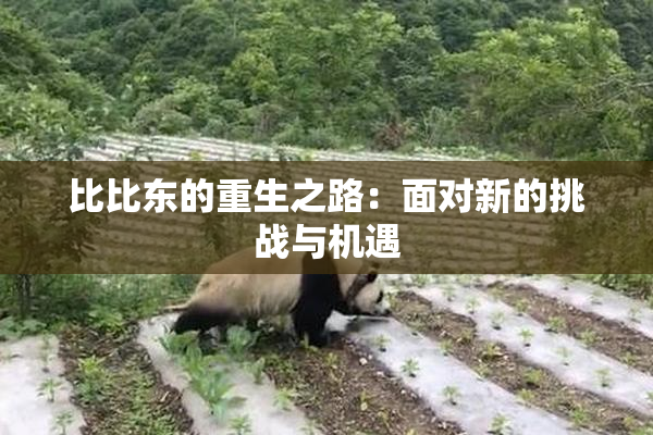 比比东的重生之路：面对新的挑战与机遇
