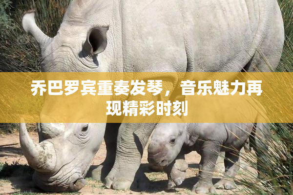 乔巴罗宾重奏发琴，音乐魅力再现精彩时刻