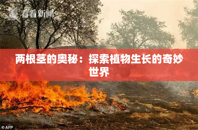 两根茎的奥秘：探索植物生长的奇妙世界