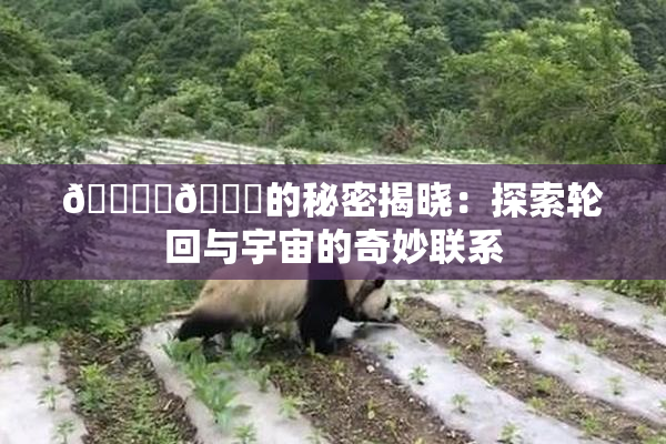 🔞‌🍌的秘密揭晓：探索轮回与宇宙的奇妙联系