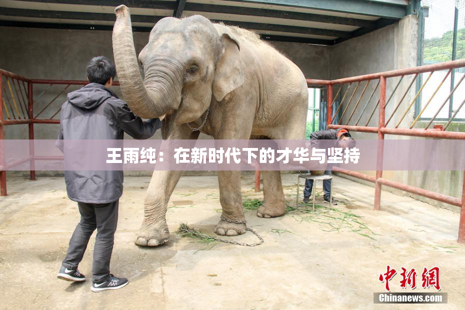 王雨纯：在新时代下的才华与坚持