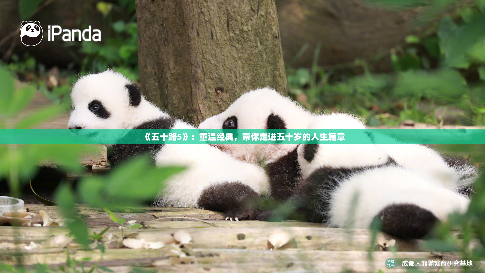 《五十路5》：重温经典，带你走进五十岁的人生篇章