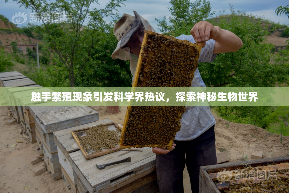 触手繁殖现象引发科学界热议，探索神秘生物世界