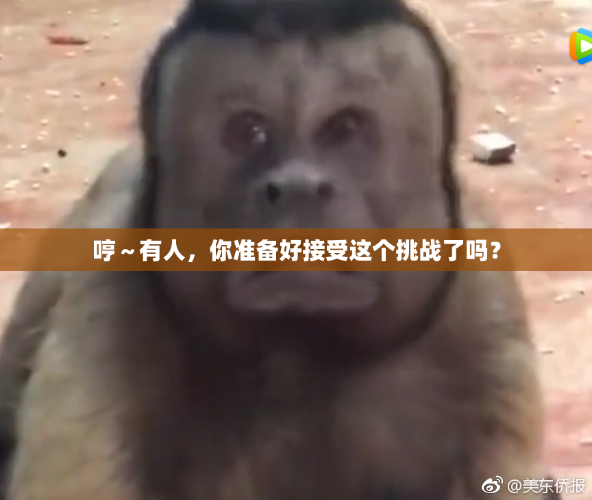 哼～有人，你准备好接受这个挑战了吗？