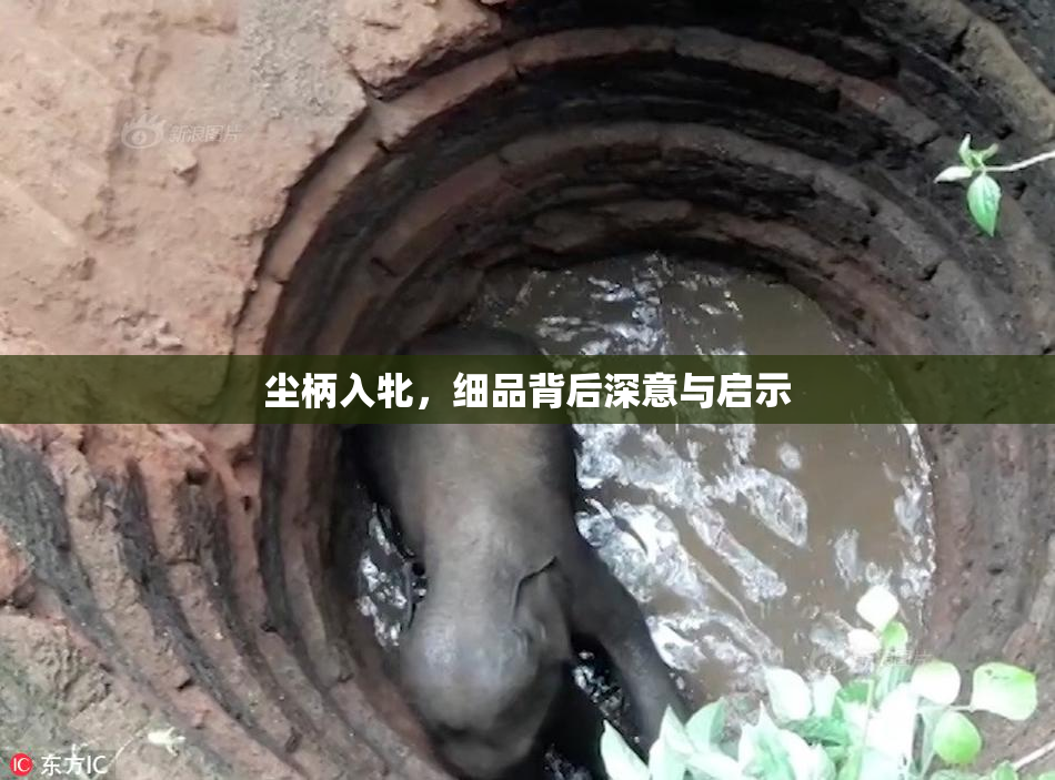 尘柄入牝，细品背后深意与启示
