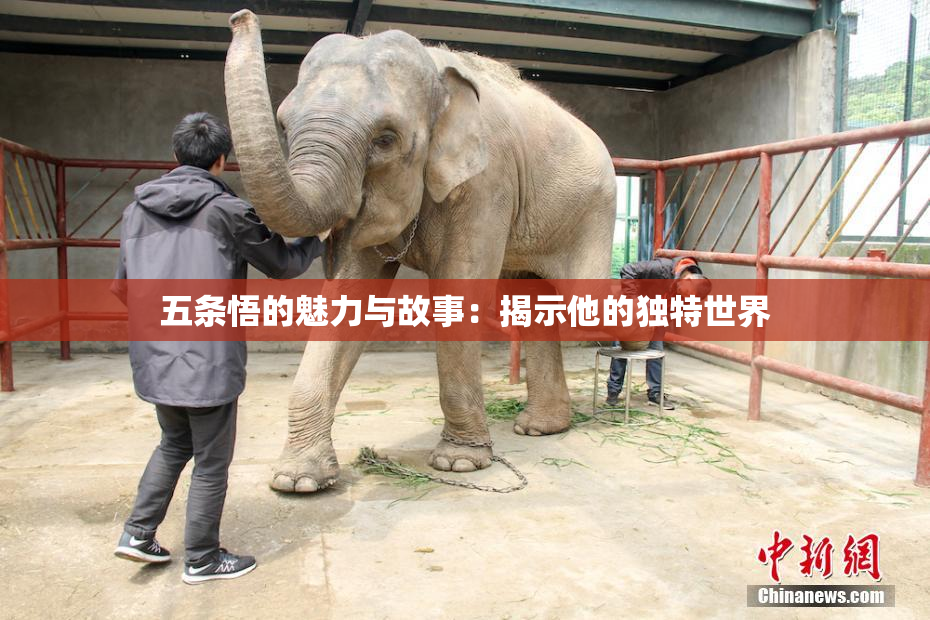 五条悟的魅力与故事：揭示他的独特世界