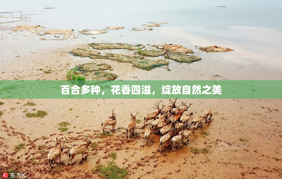 百合多种，花香四溢，绽放自然之美