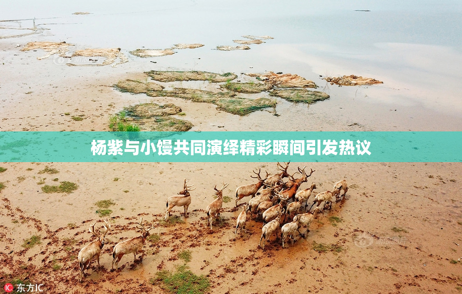 杨紫与小馒共同演绎精彩瞬间引发热议