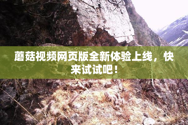 蘑菇视频网页版全新体验上线，快来试试吧！