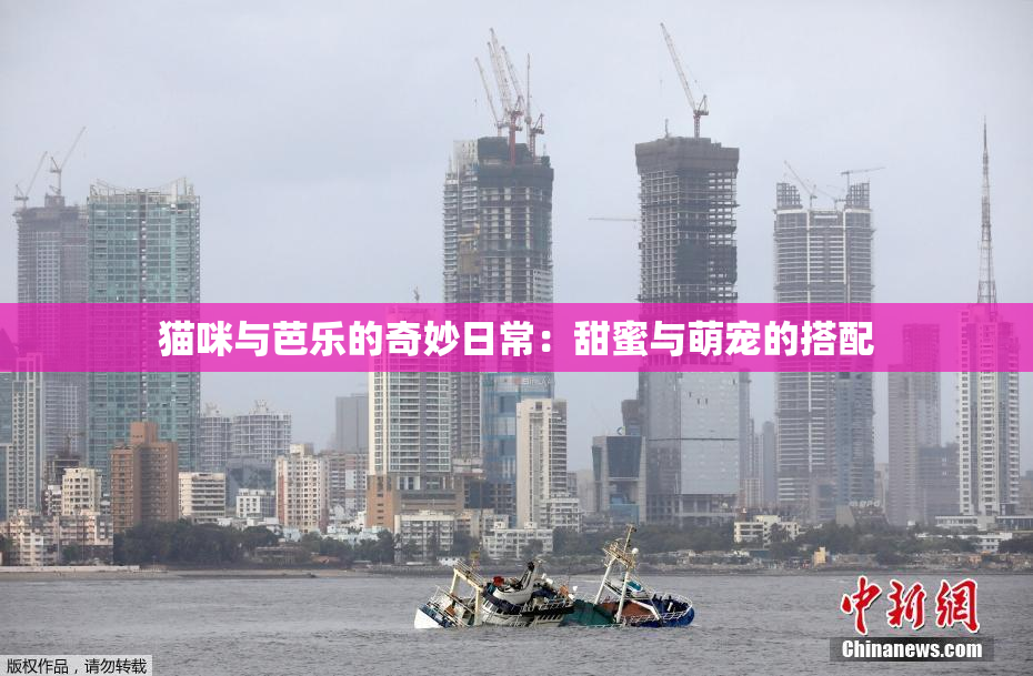 猫咪与芭乐的奇妙日常：甜蜜与萌宠的搭配