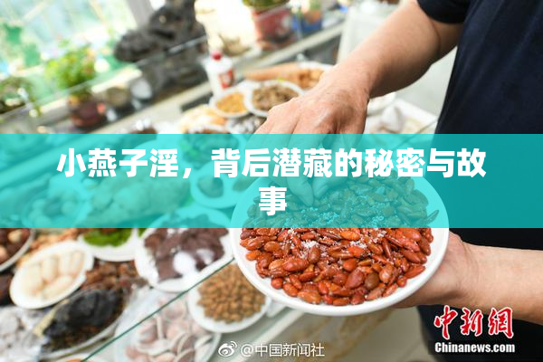 小燕子淫，背后潜藏的秘密与故事