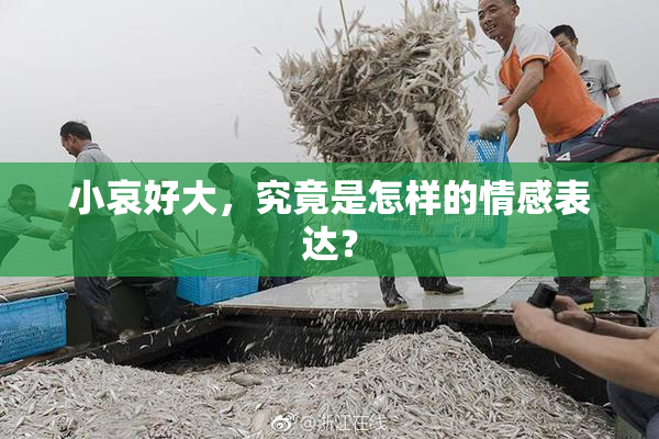 小哀好大，究竟是怎样的情感表达？