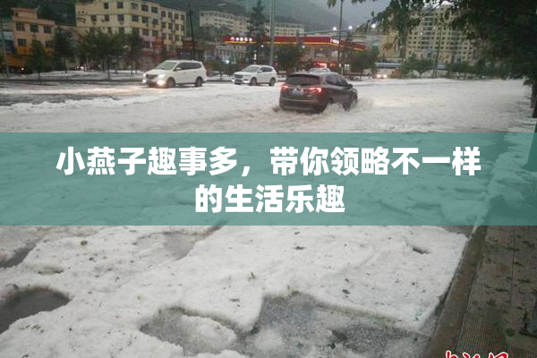 小燕子趣事多，带你领略不一样的生活乐趣
