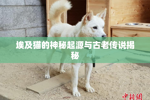 埃及猫的神秘起源与古老传说揭秘