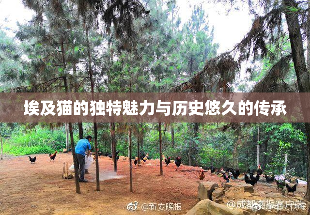 埃及猫的独特魅力与历史悠久的传承