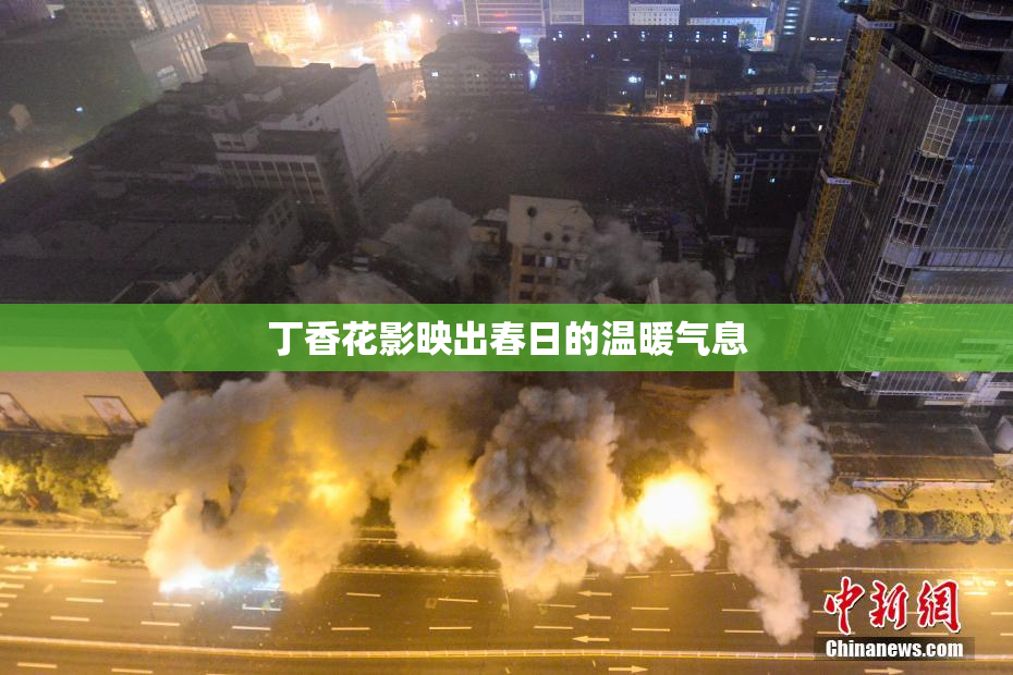 丁香花影映出春日的温暖气息