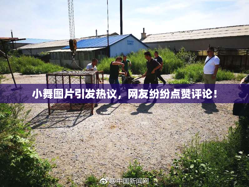 小舞图片引发热议，网友纷纷点赞评论！