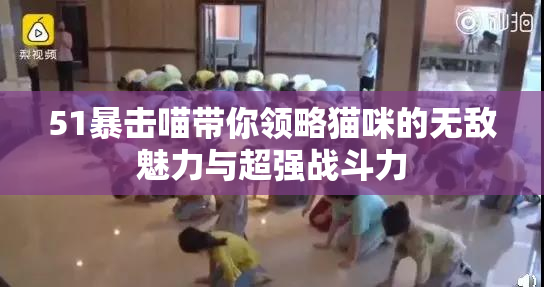 51暴击喵带你领略猫咪的无敌魅力与超强战斗力