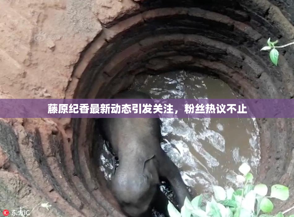 藤原纪香最新动态引发关注，粉丝热议不止